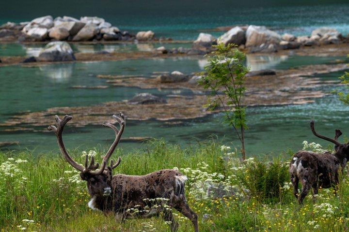 Privat tur til Grotfjord