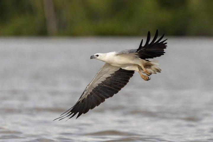 Sea Eagles + Lucioles + Plancton Lumineux de Kuala Lumpur