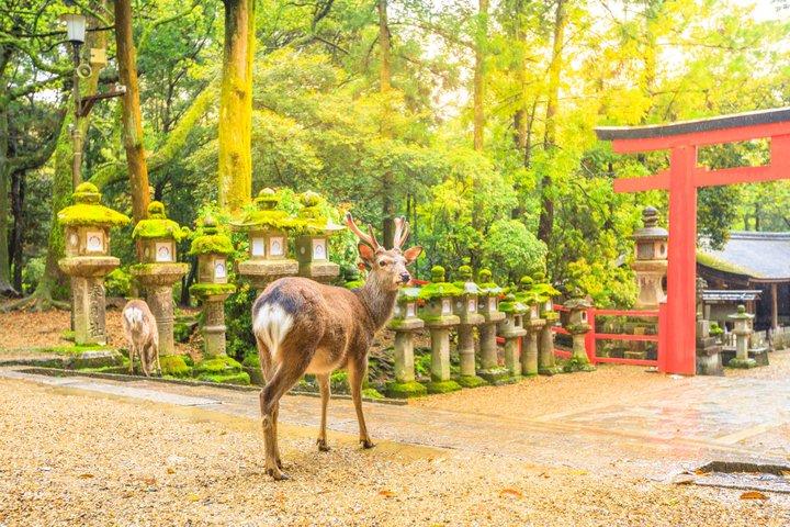 Nara Private Day Trip from Osaka
