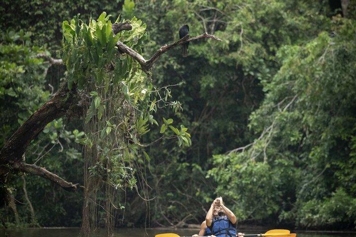 Tour en kayak dans les canaux de Tortuguero avec guide touristique