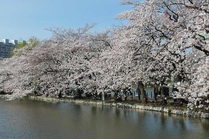 Ueno Park e Ameyoko Street Food Market Tour a piedi di mezza giornata