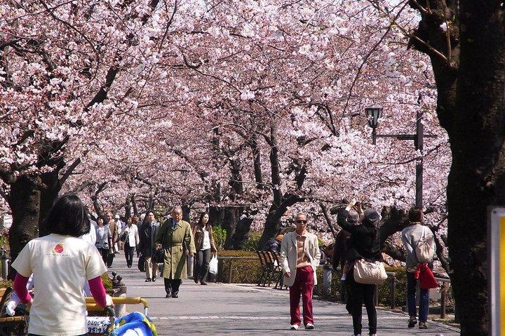 Ueno Park e Ameyoko Street Food Market Tour a piedi di mezza giornata