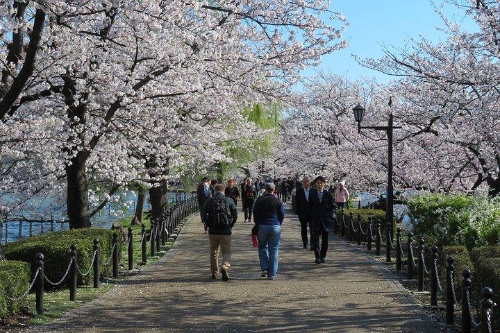 上野公園とアメ横通りフードマーケット半日ウォーキングツアー