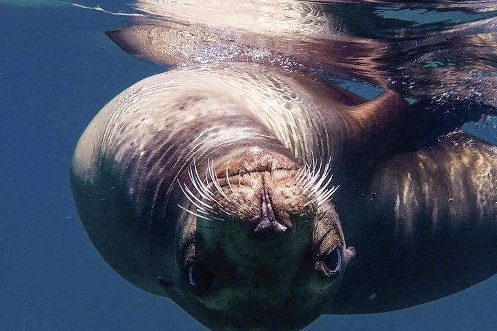 Cabo San Lucas Tour de barco e snorkel no Pelican Rock