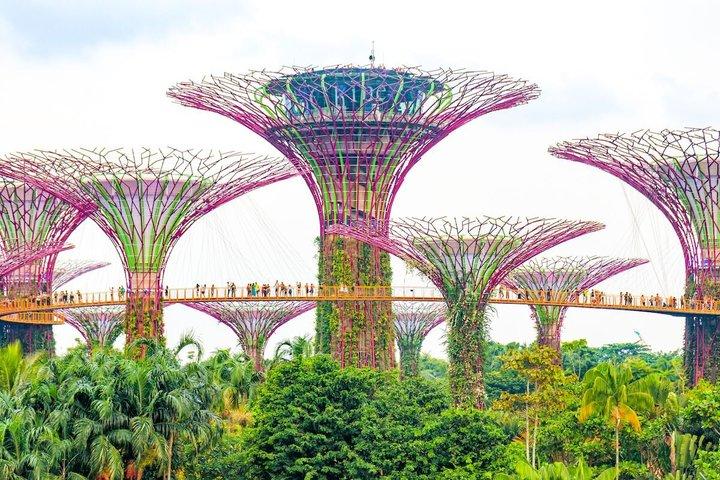 Singapore Gardens by the Bay Flower Dome Nebelwald