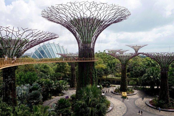 Singapore Gardens by the Bay Flower Dome Nebelwald