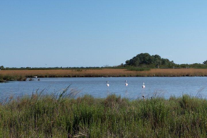 Explore Isola dell’Amore and wildlife on a Po Delta Boat Tour
