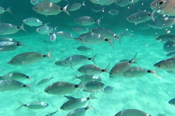 Porto Cesareo Viservaring