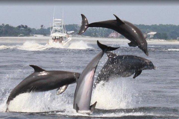 2 timers svømning med delfiner i Panama City Beach