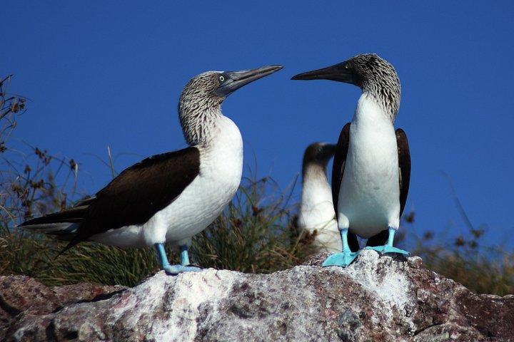 Hoteller i nærheden af Marietas Islands Seabird Watching Tour