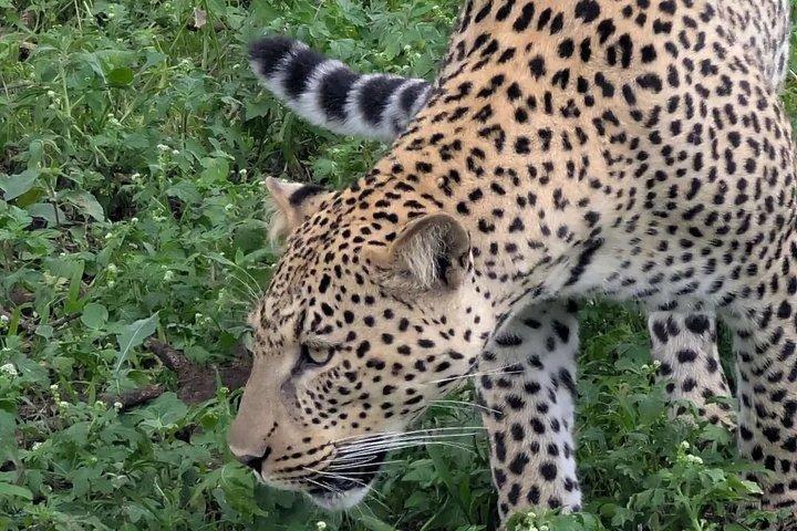 ンドゥトゥ野生野生鳥の移動6日間12月-3月