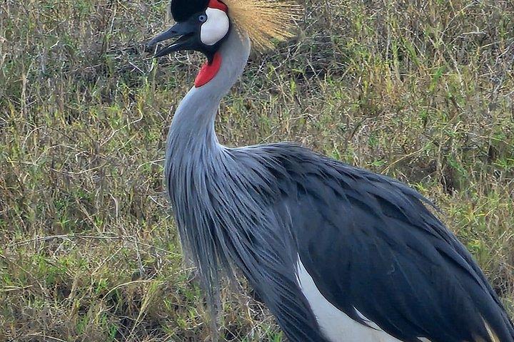 6 Days Ndutu Wildebeest Migration Dec-March