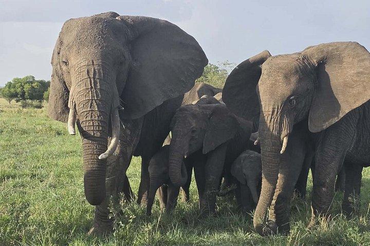 6 Days Ndutu Wildebeest Migration Dec-March