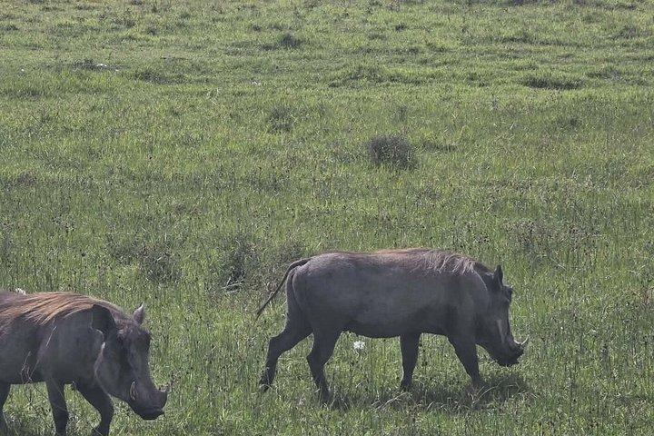 6 Days Ndutu Wildebeest Migration Dec-March