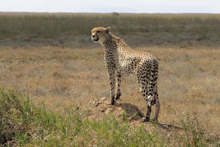 6 Days Ndutu Wildebeest Migration Dec-March