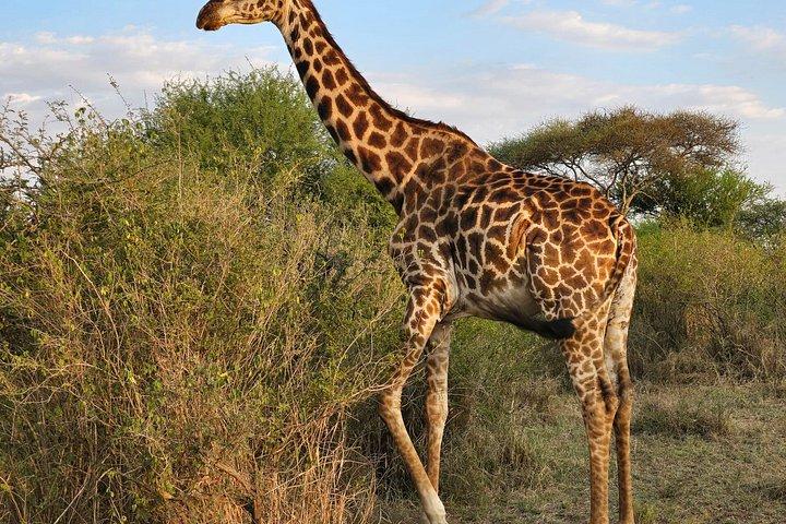6 Days Ndutu Wildebeest Migration Dec-March