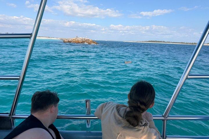 パナマシティビーチのシェル島近くのイルカ観光ツアー
