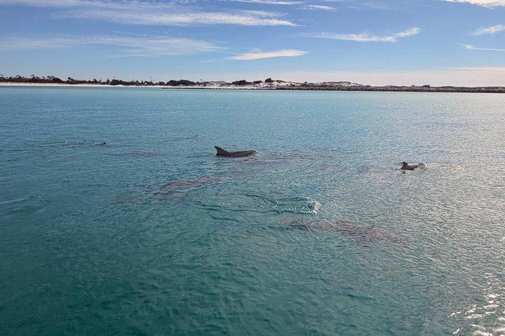 パナマシティビーチのシェル島近くのイルカ観光ツアー