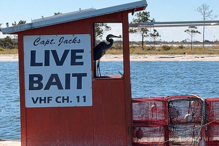 パナマシティビーチのシェル島近くのイルカ観光ツアー