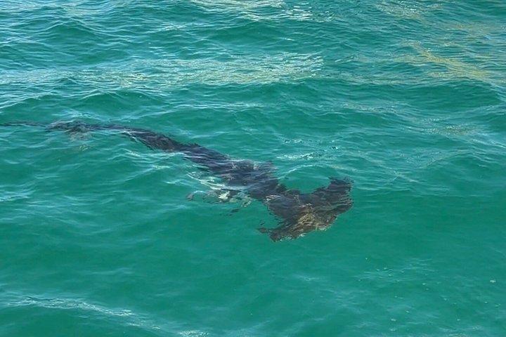 パナマシティビーチのシェル島近くのイルカ観光ツアー