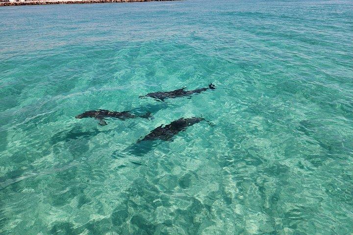 Sunset Dolphin kryssning