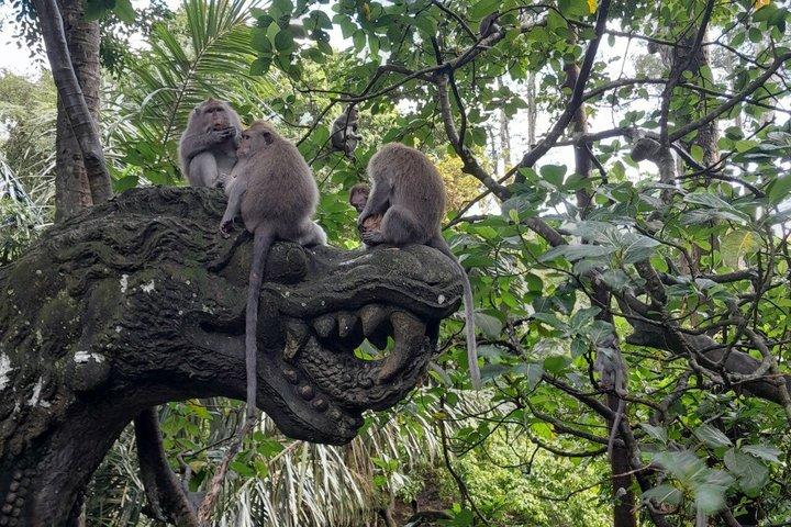 Tour Privado Ubud Monkey Forest, Terraços de Arroz e Templos