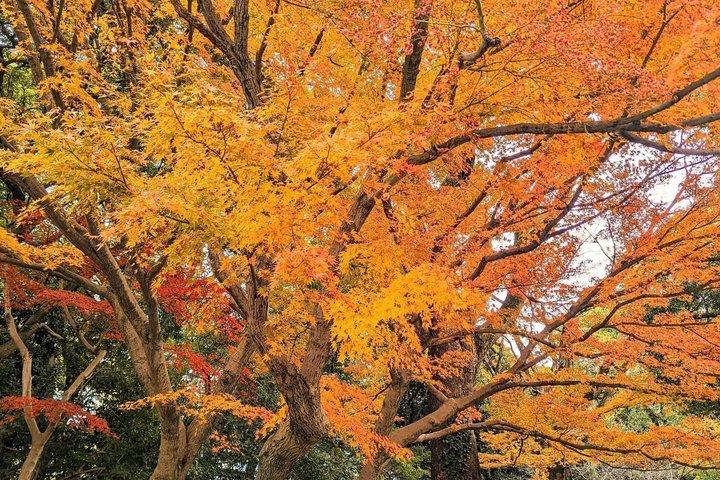 Tokio : 1 uur Keizerlijk Paleis Inleiding vanaf Tokyo Station