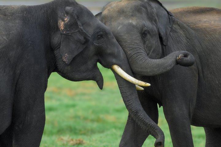 Safari sull'elefante di Minneriya