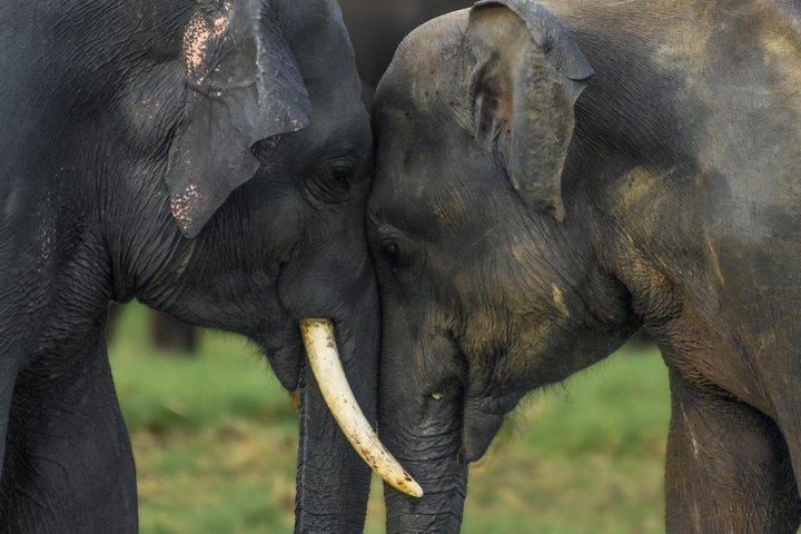 Safari sull'elefante di Minneriya