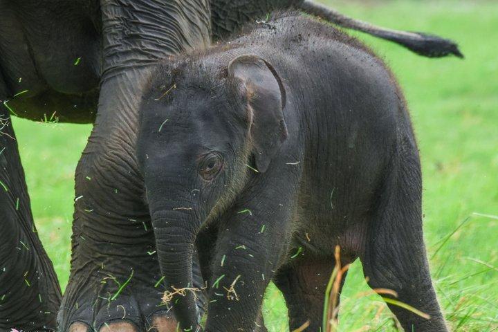 ミネリヤゾウサファリ