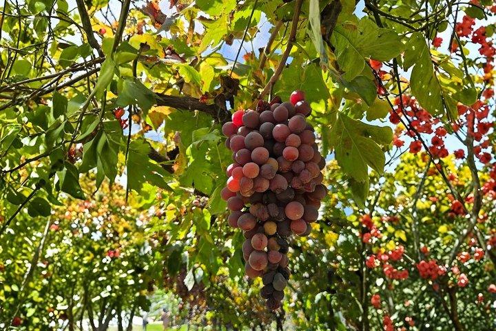 Tour de vinos y quesos de Querétaro con degustaciones de viñedos en Inglés