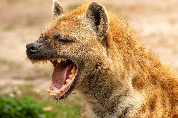 ナクル湖国立公園2日間プライベートサファリツアー