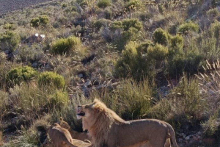 Big 5 Safari Cape Town & Wine Tasting