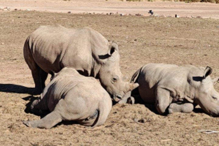 Big 5 Safari Cape Town & Wine Tasting
