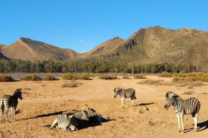 Big 5 Safari Cape Town & Wine Tasting