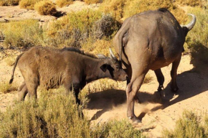 Big 5 Safari Cape Town & Wine Tasting