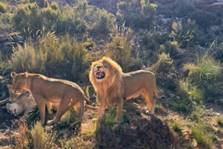 Big 5 Safari Cape Town & Wine Tasting