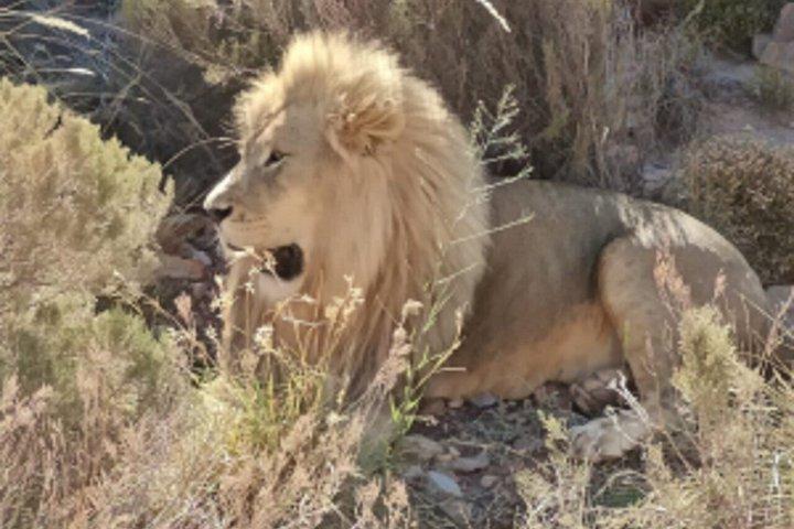Big 5 Safari Cape Town & Wine Tasting