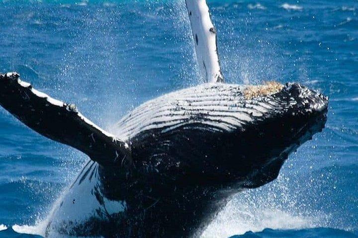 ゴールまたはウナワトゥアからオールインクルーシブホエールとイルカウォッチング