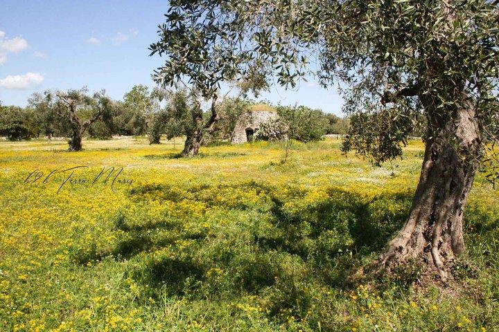 E-bike tour door Lecce met picknick op het platteland van Salento