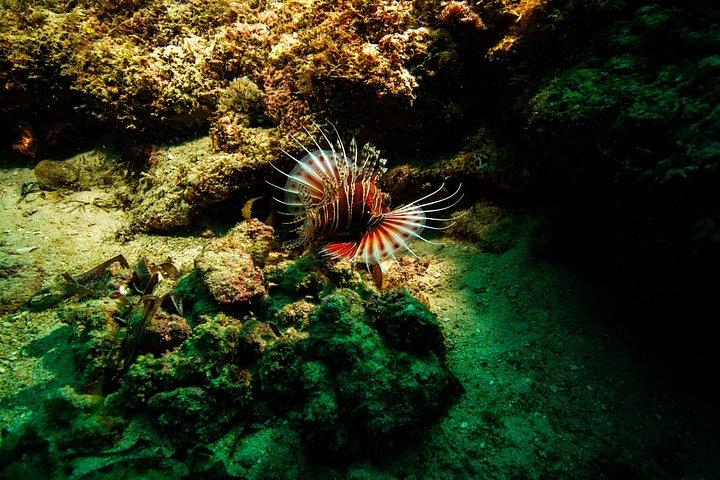 Tagesausflug zum Kisite Mpunguti Marine Park