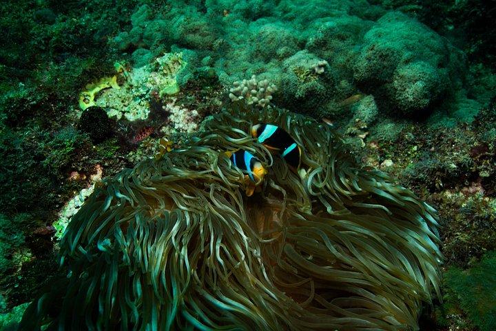 Tagesausflug zum Kisite Mpunguti Marine Park
