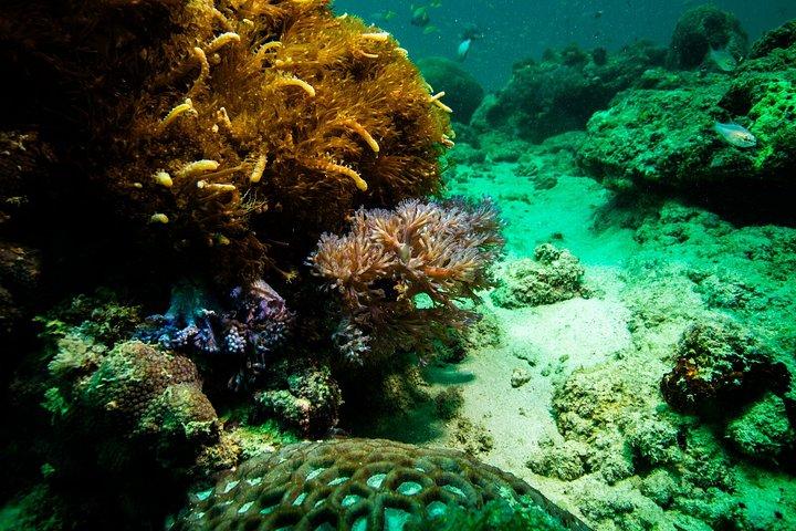 Tagesausflug zum Kisite Mpunguti Marine Park