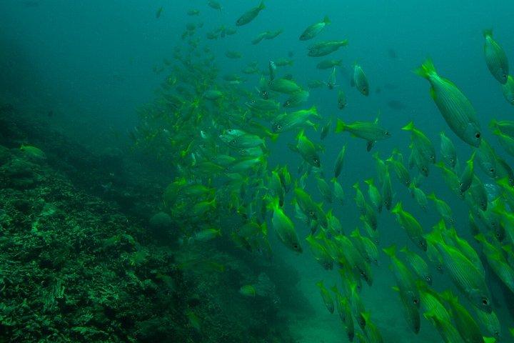 Tagesausflug zum Kisite Mpunguti Marine Park