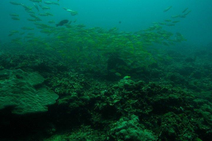 Tagesausflug zum Kisite Mpunguti Marine Park