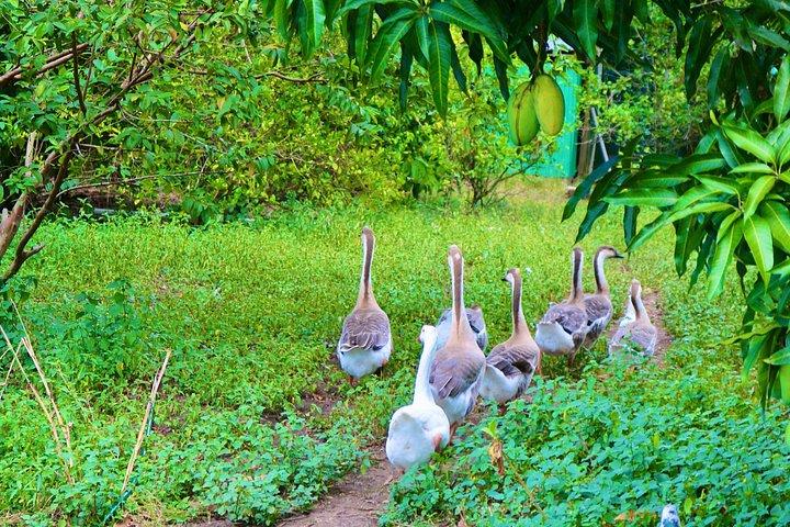 Puerto Plata Monkey Home Tour by Minivan