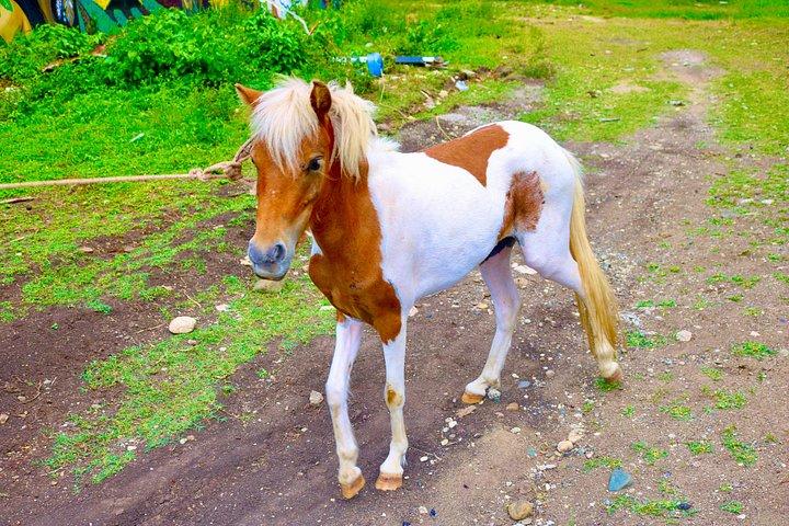 Puerto Plata Monkey Home Tour by Minivan