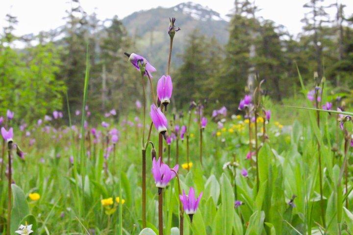 Juneau Alpine Segway Wilderness Trail Adventure