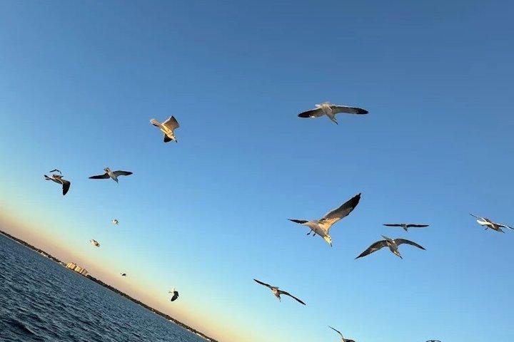 Sunset Cruise e relógio de golfinhos