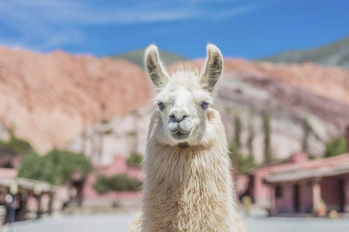 Quebrada de Humahuaca und Purmamarca